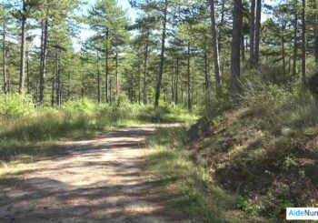 Forêt domaniale de Pélicier