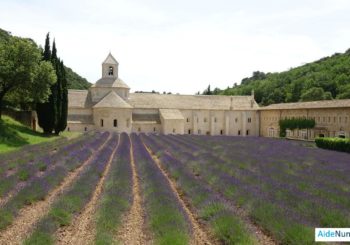 Forêt de Venasque – Abbaye de Sénanque